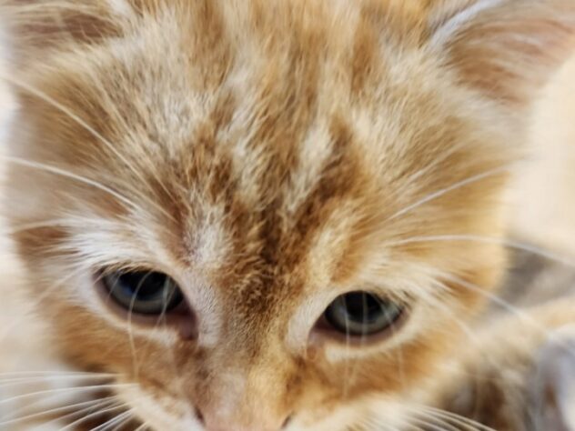 埼玉県のマンチカン (アミーゴ吹上店/2025年10月19日生まれ/女の子/レッドタビーホワイト)の子猫の3枚目の画像