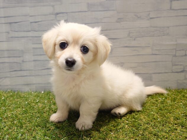 新潟県のハーフ犬・ミックス犬 (アミーゴ新発田店/2025年10月14日生まれ/女の子/イエロー)の子犬の3枚目の画像