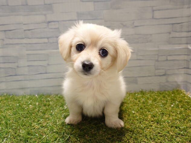 新潟県のハーフ犬・ミックス犬 (アミーゴ新発田店/2025年10月14日生まれ/女の子/イエロー)の子犬の1枚目の画像