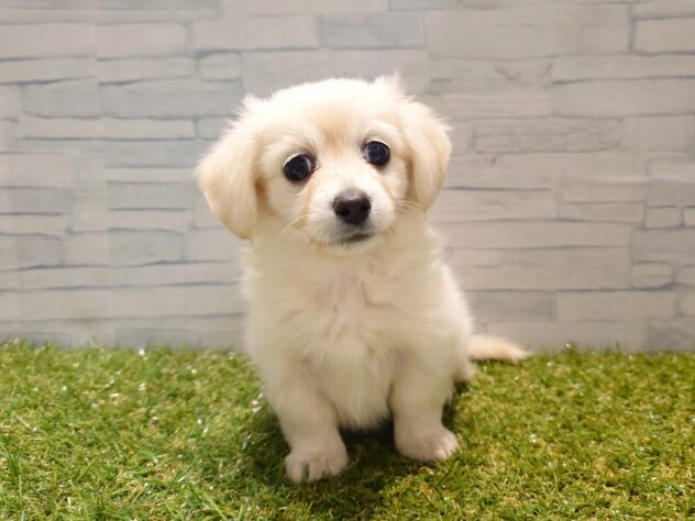 新潟県のハーフ犬・ミックス犬 (アミーゴ新発田店/2025年10月14日生まれ/女の子/イエロー)の子犬の2枚目の画像