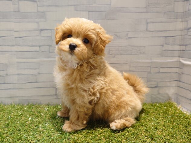 新潟県のハーフ犬・ミックス犬 (アミーゴ新発田店/2025年9月28日生まれ/男の子/アプリコットフォーンマーキング)の子犬の2枚目の画像