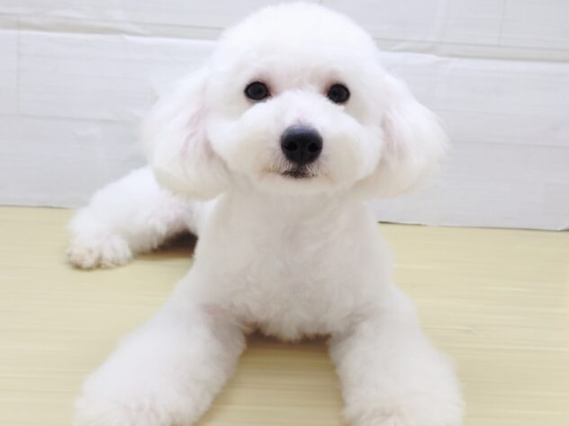 山形県のビションフリーゼ (アミーゴ米沢店/2025年4月27日生まれ/男の子/ホワイト)の子犬の3枚目の画像