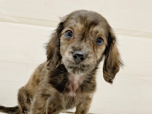 山形県のミニチュアダックスフンド(ロング) (アミーゴ米沢店/2025年10月19日生まれ/男の子/ブリンドル)の子犬