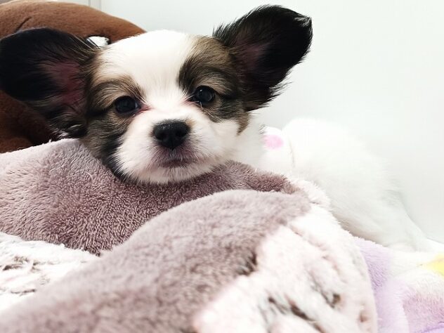 兵庫県のパピヨン (ペット・プラザ アミーゴ明石魚住店/2025年10月19日生まれ/女の子/ホワイトブラウン)の子犬の4枚目の画像