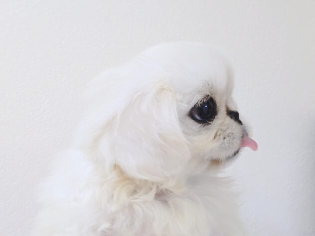 山形県のペキニーズ (アミーゴ米沢店/2025年10月6日生まれ/女の子/クリーム)の子犬の2枚目の画像