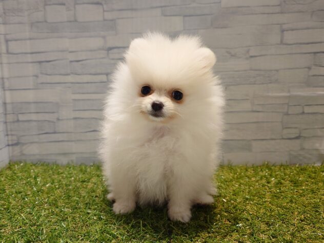 新潟県のポメラニアン (アミーゴ新発田店/2025年10月19日生まれ/女の子/クリーム)の子犬