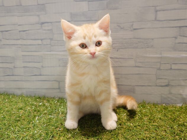 新潟県のスコティッシュフォールド (アミーゴ新発田店/2025年10月22日生まれ/男の子/レッドタビー)の子猫