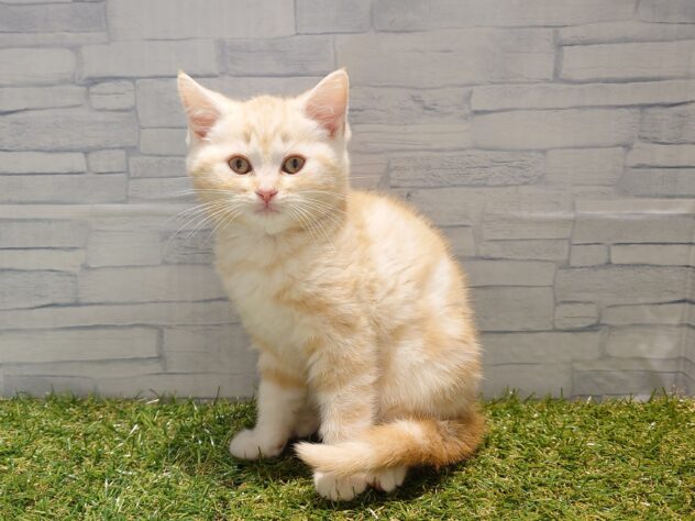 新潟県のスコティッシュフォールド (アミーゴ新発田店/2025年10月22日生まれ/男の子/レッドタビー)の子猫の2枚目の画像