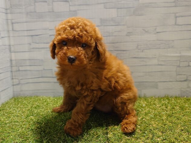 新潟県のトイプードル(トイ) (アミーゴ新発田店/2025年10月29日生まれ/女の子/レッド)の子犬の2枚目の画像