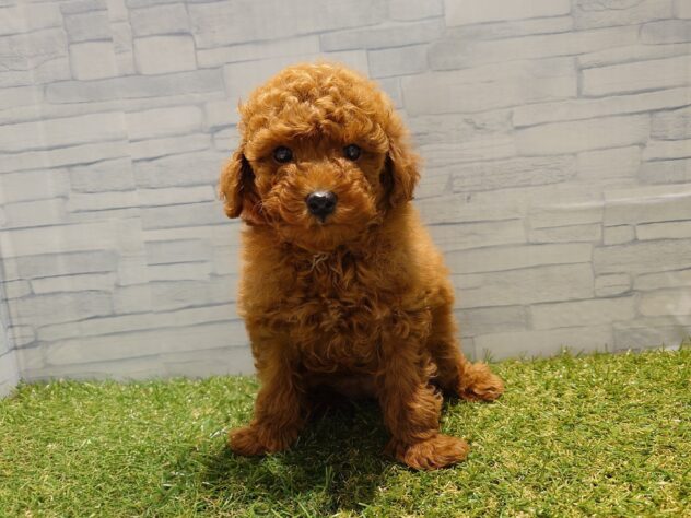 新潟県のトイプードル(トイ) (アミーゴ新発田店/2025年10月29日生まれ/女の子/レッド)の子犬の1枚目の画像