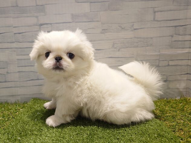 新潟県のペキニーズ (アミーゴ新発田店/2025年10月17日生まれ/男の子/ホワイト)の子犬の2枚目の画像