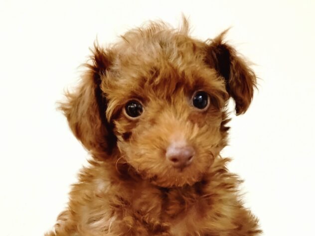 山形県のハーフ犬・ミックス犬 (アミーゴ米沢店/2025年10月27日生まれ/男の子/レッド)の子犬の1枚目の画像