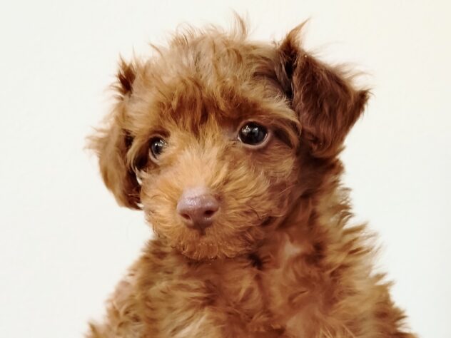 山形県のハーフ犬・ミックス犬 (アミーゴ米沢店/2025年10月27日生まれ/男の子/レッド)の子犬の2枚目の画像