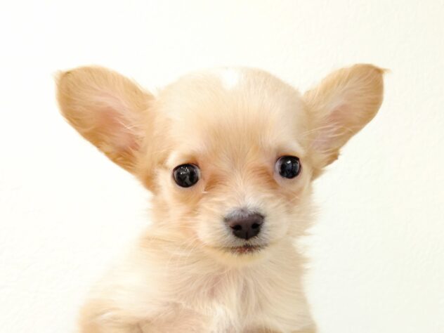 山形県のハーフ犬・ミックス犬 (アミーゴ米沢店/2025年10月24日生まれ/女の子/クリーム)の子犬の1枚目の画像