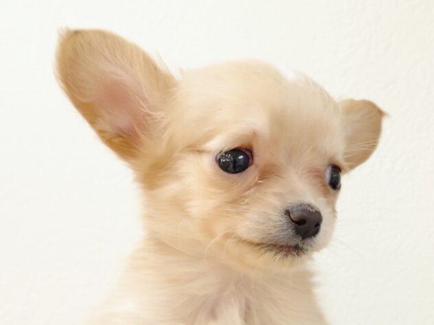 山形県のハーフ犬・ミックス犬 (アミーゴ米沢店/2025年10月24日生まれ/女の子/クリーム)の子犬の2枚目の画像