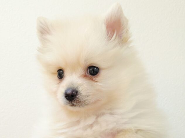 山形県のポメラニアン (アミーゴ米沢店/2025年10月26日生まれ/男の子/クリーム)の子犬の1枚目の画像