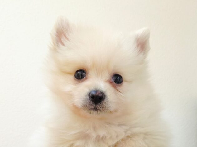 山形県のポメラニアン (アミーゴ米沢店/2025年10月26日生まれ/男の子/クリーム)の子犬の2枚目の画像