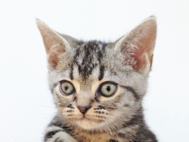 山形県のアメリカンショートヘアー (アミーゴ米沢店/2025年10月27日生まれ/男の子/シルバータビー)の子猫の1枚目の画像