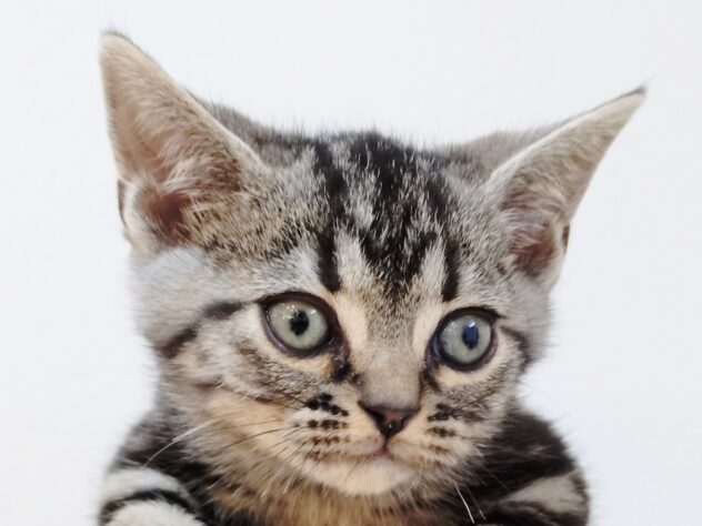 山形県のアメリカンショートヘアー (アミーゴ米沢店/2025年10月27日生まれ/男の子/シルバータビー)の子猫の2枚目の画像