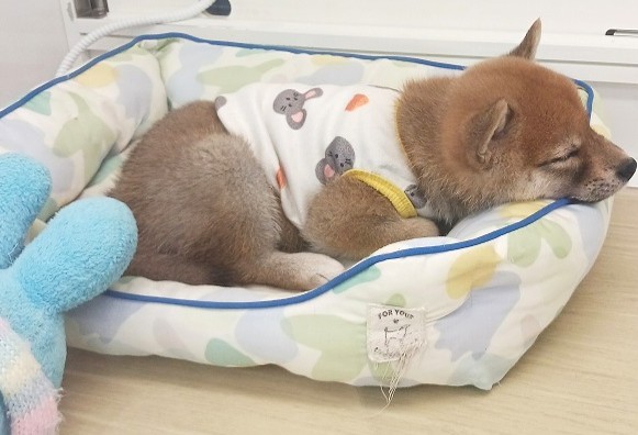 兵庫県の柴犬(標準サイズ) (ペット・プラザ アミーゴ明石魚住店/2025年10月25日生まれ/女の子/赤)の子犬の4枚目の画像