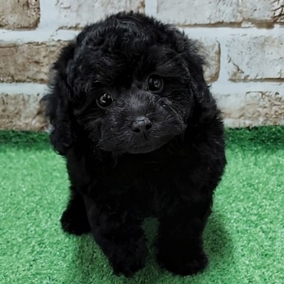 大阪府のトイプードル(トイ) (アミーゴ高槻店/2026年2月14日生まれ/女の子/ブラック)の子犬の1枚目の画像
