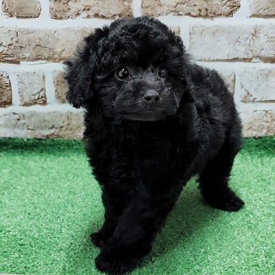 大阪府のトイプードル(トイ) (アミーゴ高槻店/2026年2月14日生まれ/女の子/ブラック)の子犬の2枚目の画像