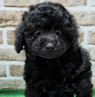 大阪府のトイプードル(トイ) (アミーゴ高槻店/2026年2月14日生まれ/女の子/ブラック)の子犬の3枚目の画像