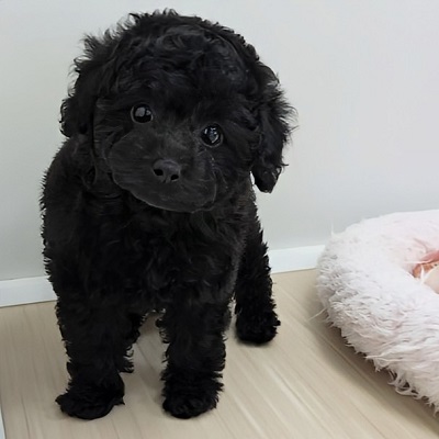 大阪府のトイプードル(トイ) (アミーゴ高槻店/2026年2月14日生まれ/女の子/ブラック)の子犬の4枚目の画像