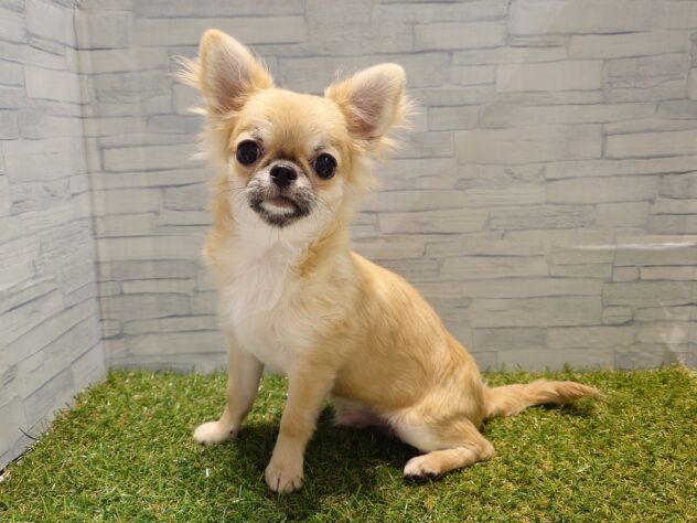 新潟県のチワワ(ロング) (アミーゴ新発田店/2025年8月25日生まれ/男の子/レッドホワイト)の子犬の2枚目の画像