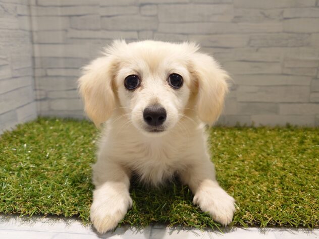 新潟県のハーフ犬・ミックス犬 (アミーゴ新発田店/2025年10月14日生まれ/女の子/イエロー)の子犬の2枚目の画像