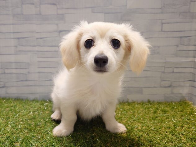 新潟県のハーフ犬・ミックス犬 (アミーゴ新発田店/2025年10月14日生まれ/女の子/イエロー)の子犬の1枚目の画像