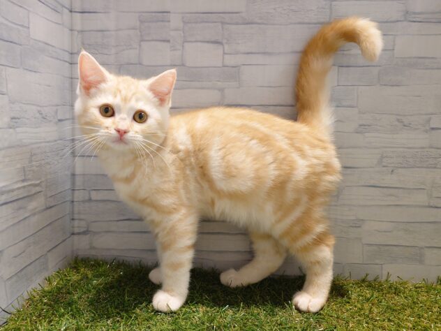 新潟県のスコティッシュフォールド (アミーゴ新発田店/2025年10月22日生まれ/男の子/レッドタビー)の子猫の3枚目の画像