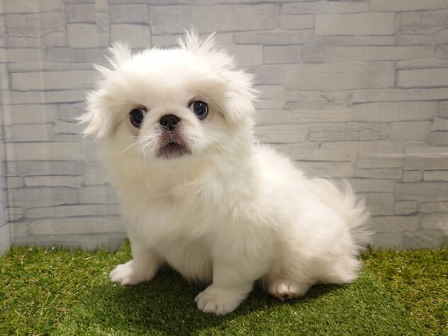 新潟県のペキニーズ (アミーゴ新発田店/2025年10月17日生まれ/男の子/ホワイト)の子犬の2枚目の画像