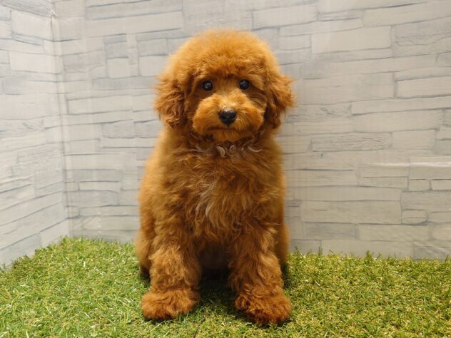 新潟県のトイプードル(トイ) (アミーゴ新発田店/2025年10月29日生まれ/女の子/レッド)の子犬の1枚目の画像