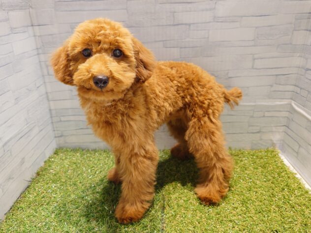 新潟県のトイプードル(トイ) (アミーゴ新発田店/2025年10月29日生まれ/女の子/レッド)の子犬の2枚目の画像