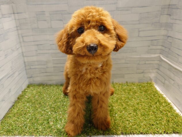 新潟県のトイプードル(トイ) (アミーゴ新発田店/2025年10月29日生まれ/女の子/レッド)の子犬の1枚目の画像