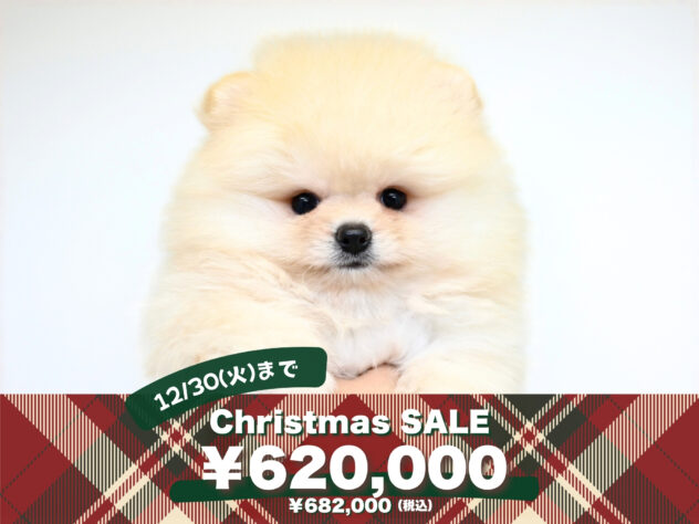 岡山県のポメラニアン (アミーゴ大安寺店/2025年9月23日生まれ/女の子/クリーム)の子犬の1枚目の画像