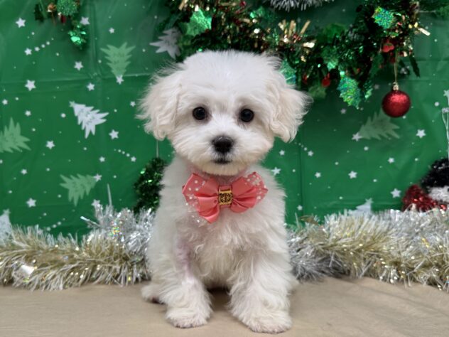 山形県のマルチーズ (アミーゴ酒田店/2025年9月6日生まれ/女の子/06 ホワイト系)の子犬の1枚目の画像