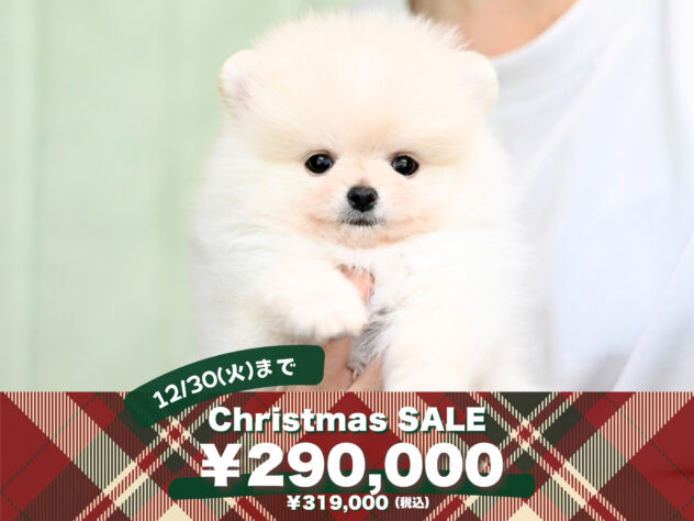 岡山県のポメラニアン (アミーゴ大安寺店/2025年9月15日生まれ/男の子/クリーム)の子犬の1枚目の画像