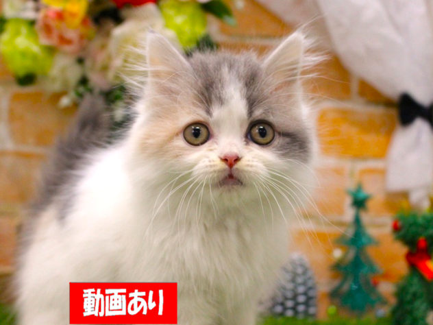 兵庫県のサイベリアン (ペット・プラザ アミーゴ三田店/2025年10月13日生まれ/女の子/ダイリュートキャリコ)の子猫の1枚目の画像