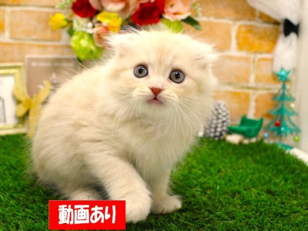 兵庫県のスコティッシュフォールド (ペット・プラザ アミーゴ三田店/2025年10月8日生まれ/女の子/クリームタビーホワイト)の子猫の1枚目の画像
