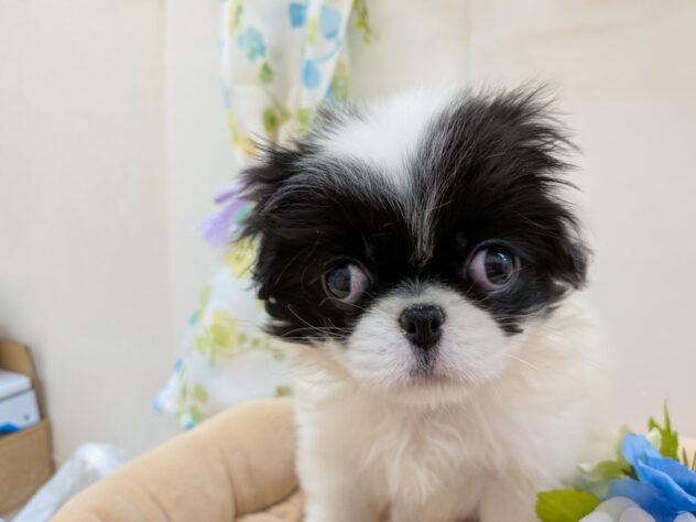 栃木県の狆 (アミーゴ宇都宮簗瀬店/2025年10月12日生まれ/女の子/白黒)の子犬