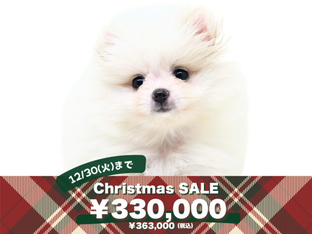 岡山県のポメラニアン (アミーゴ大安寺店/2025年8月17日生まれ/女の子/ホワイト)の子犬の1枚目の画像