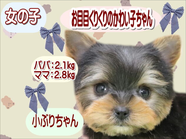 大阪府のヨークシャーテリア (アミーゴ鳳店/2025年10月21日生まれ/女の子/スチールブルータン)の子犬