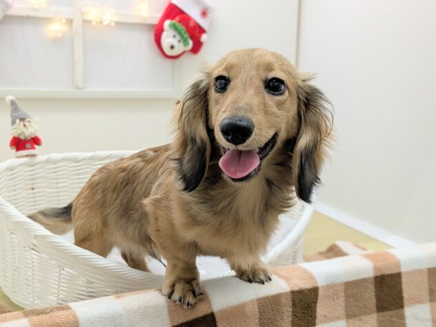 福島県のミニチュアダックスフンド(ロング) (アミーゴ会津若松店/2025年6月5日生まれ/男の子/シェーデットイエロー)の子犬の2枚目の画像