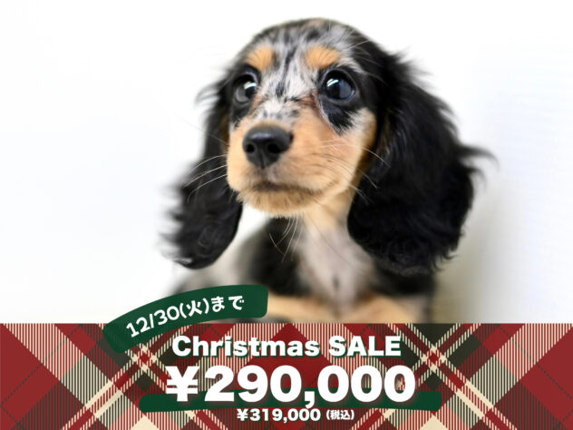 岡山県のミニチュアダックスフンド(ロング) (アミーゴ大安寺店/2025年8月13日生まれ/女の子/シルバーダップル)の子犬の1枚目の画像