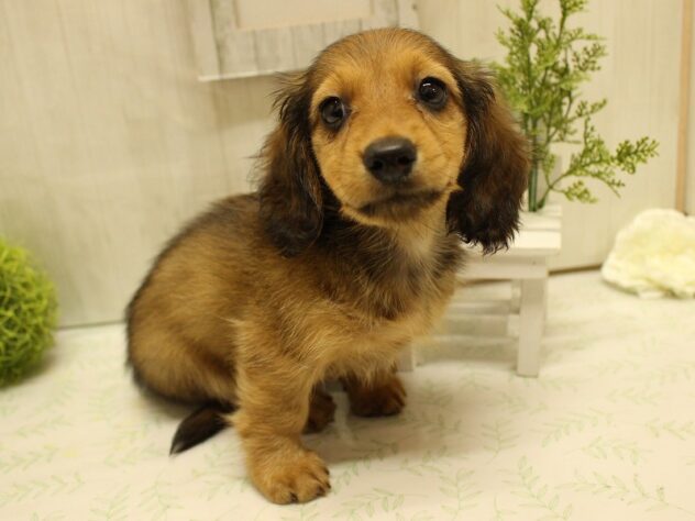 兵庫県のミニチュアダックスフンド(ロング) (ペット・プラザ アミーゴ神戸西店/2025年7月2日生まれ/男の子/レッド)の子犬の3枚目の画像