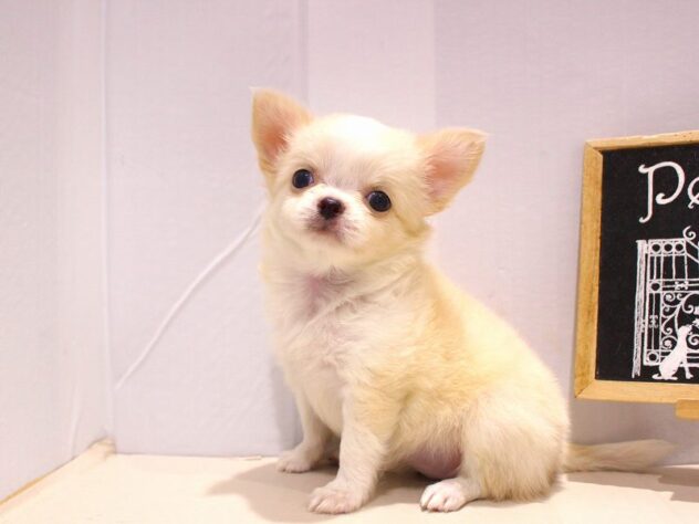 兵庫県のチワワ(ロング) (ペット・プラザ アミーゴ明石魚住店/2025年7月13日生まれ/女の子/クリームホワイト)の子犬の1枚目の画像