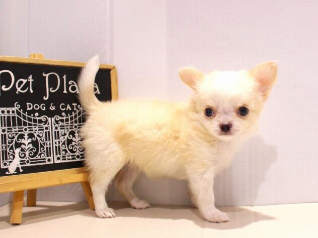 兵庫県のチワワ(ロング) (ペット・プラザ アミーゴ明石魚住店/2025年7月13日生まれ/女の子/クリームホワイト)の子犬の3枚目の画像