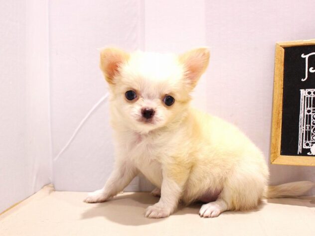 兵庫県のチワワ(ロング) (ペット・プラザ アミーゴ明石魚住店/2025年7月13日生まれ/女の子/クリームホワイト)の子犬の2枚目の画像